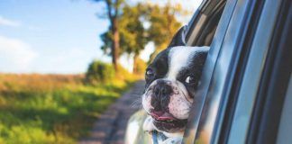 Trasportare animali in auto, come evitare la multa