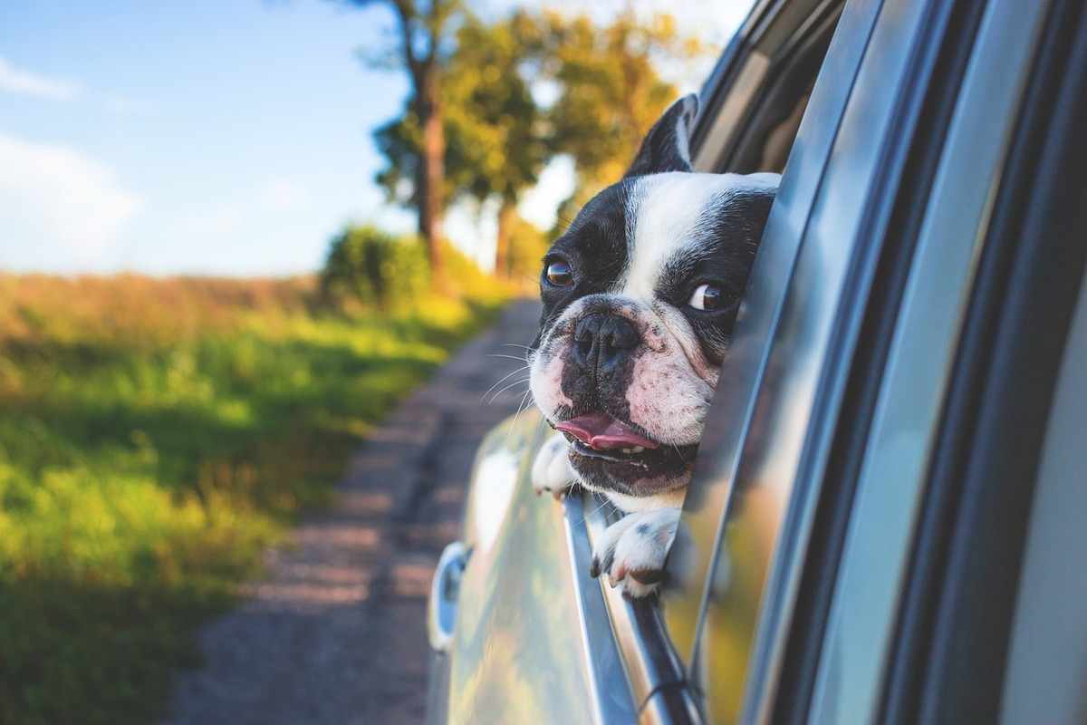 Trasportare animali in auto,  come evitare la multa