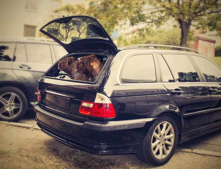 Trasporto animali in auto, ecco le regole da seguire