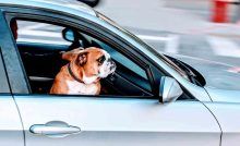 Animali in auto, come farli viaggiare senza soffrire