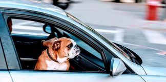 Animali in auto, come farli viaggiare senza soffrire