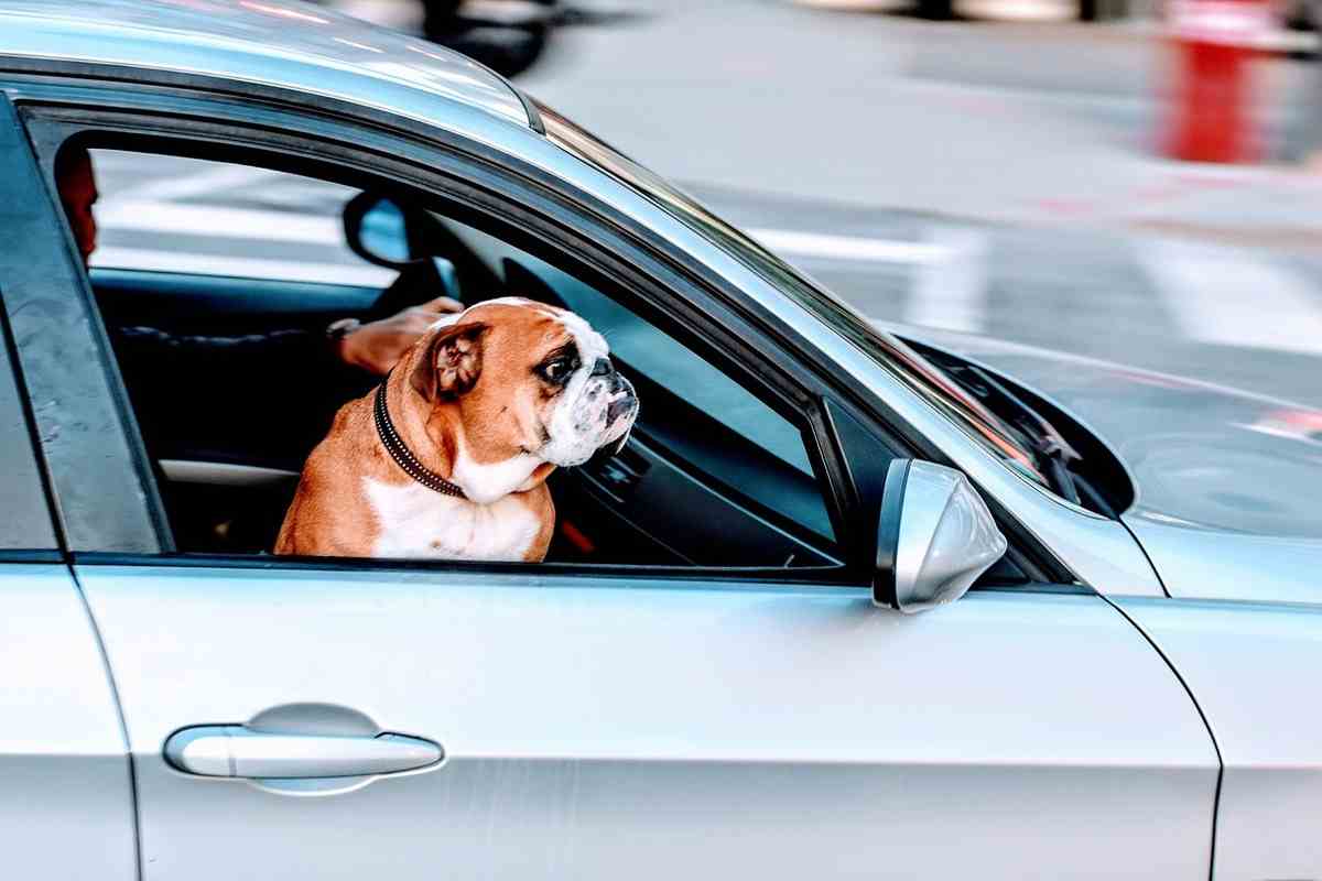 Animali in auto, come farli viaggiare senza soffrire