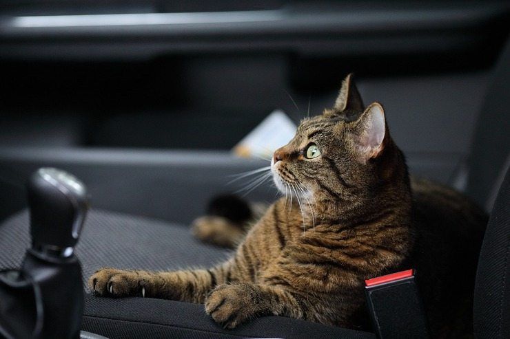 Animali in auto, le regole da seguire