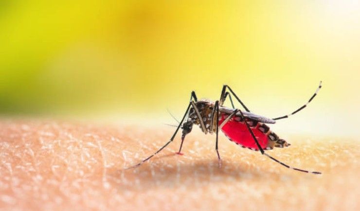 Si diffonde la febbre dengue in Italia