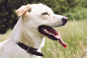 Cane bianco in un parco che ansima