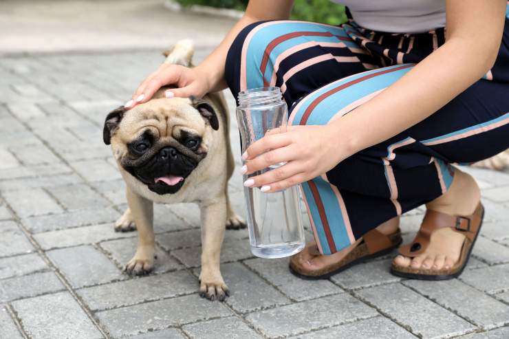 Padrona da un po' d'acqua a un carlino